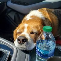 Animal Medical Center of Nittany Valley ico