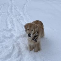 Fishing Creek Veterinary Center ico
