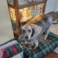 Calico Creek Veterinary Clinic ico