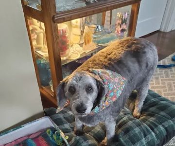 Calico Creek Veterinary Clinic
