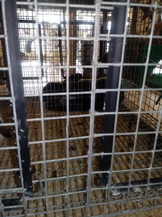 Calico Creek Veterinary Clinic 8