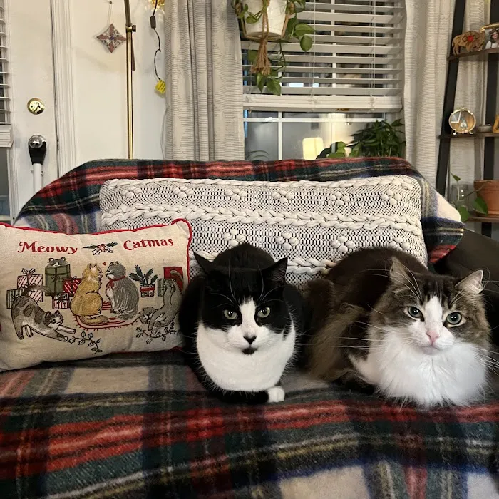 Centre County Cat Hospital 5