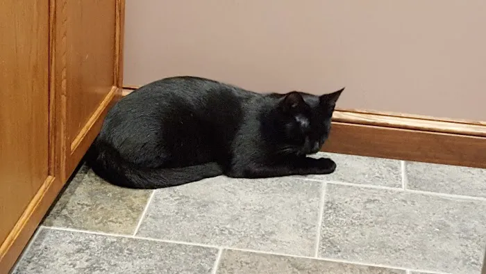 Centre County Cat Hospital 2