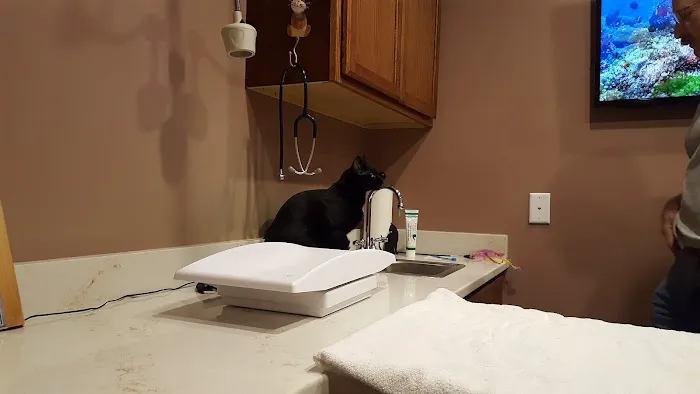 Centre County Cat Hospital 6