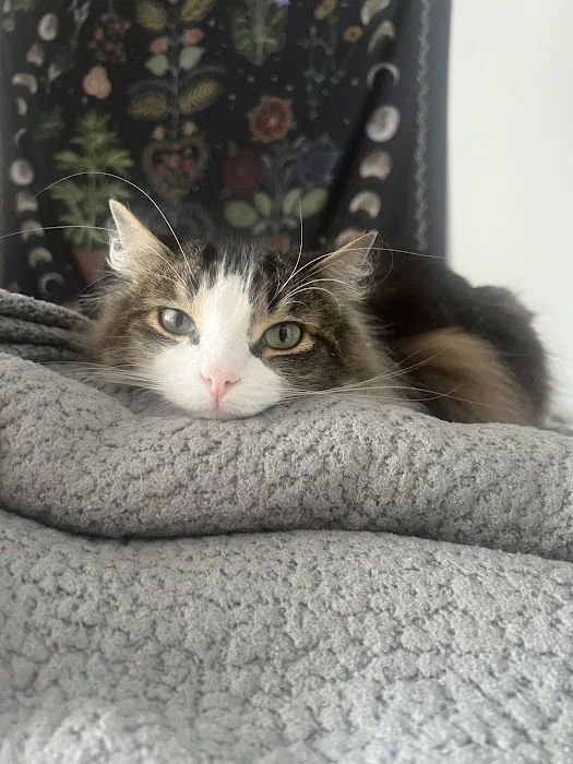 Centre County Cat Hospital 1
