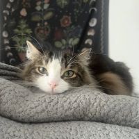 Centre County Cat Hospital ico
