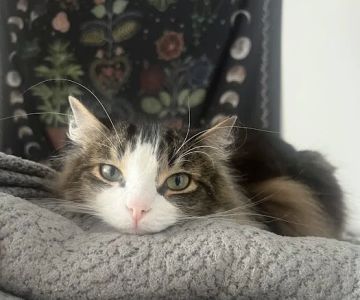 Centre County Cat Hospital