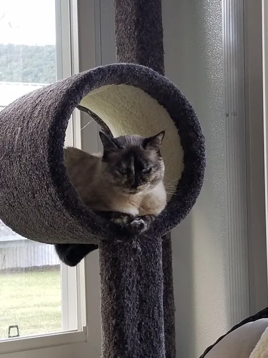 Centre County Cat Hospital 8