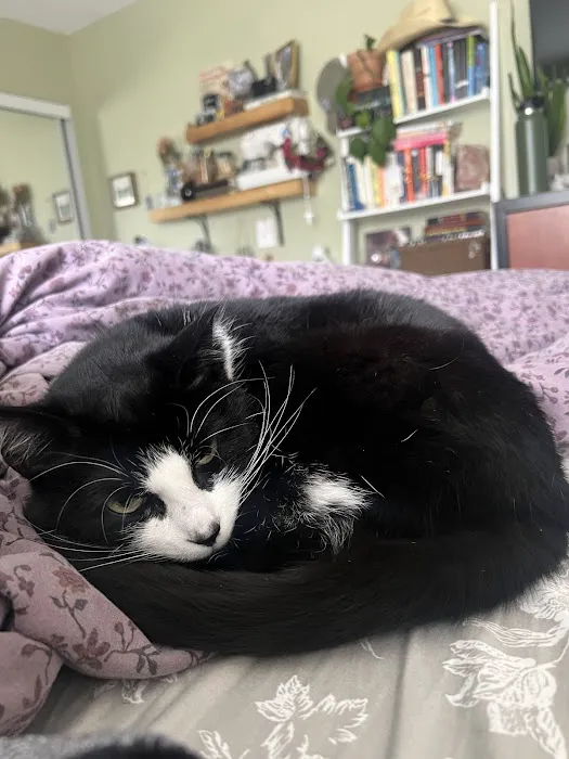 Centre County Cat Hospital 4