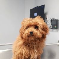 Keystone Veterinary Care ico