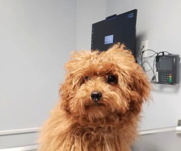 Keystone Veterinary Care