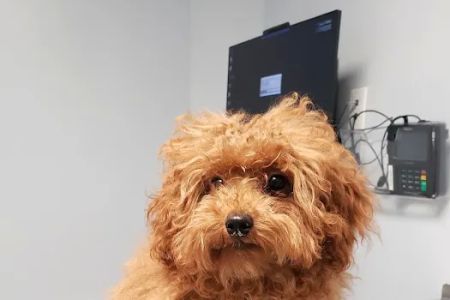Keystone Veterinary Care