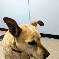 Sweet Valley Veterinary Clinic ico