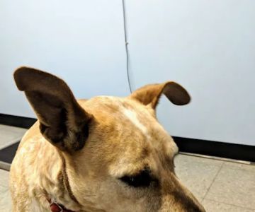 Sweet Valley Veterinary Clinic