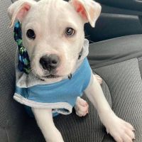 Apple Valley Veterinary Clinic ico