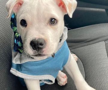 Apple Valley Veterinary Clinic