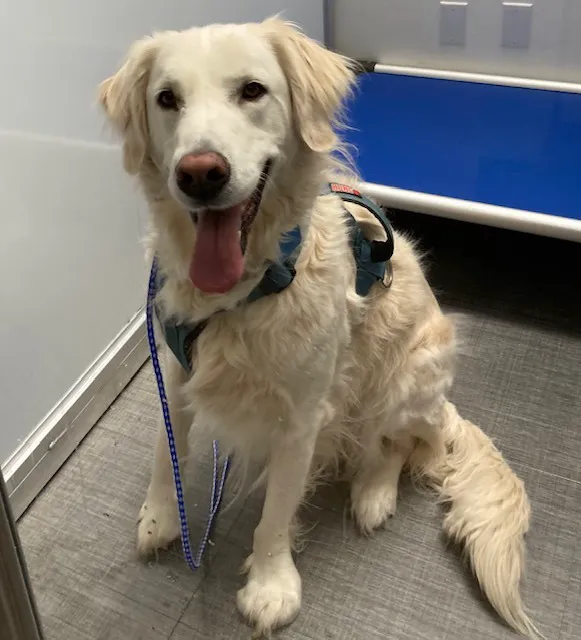 Apple Valley Veterinary Clinic 4
