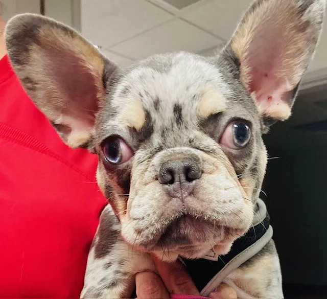 Apple Valley Veterinary Clinic 3