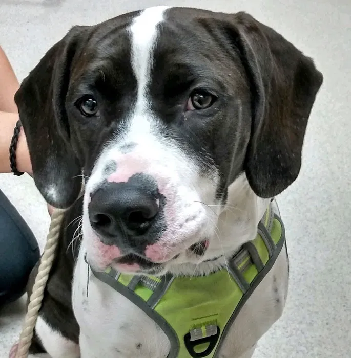 Countrycare Animal Complex 4