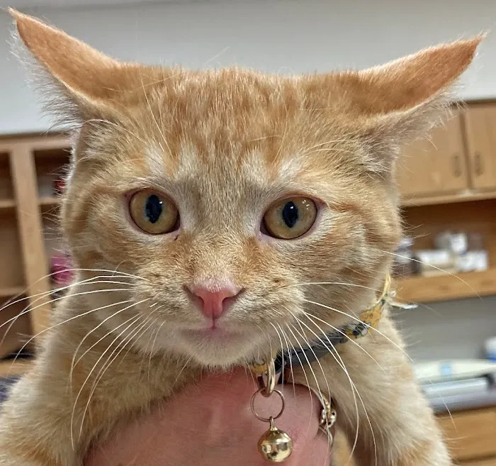 Countrycare Animal Complex 6