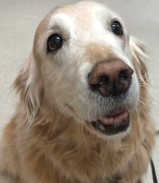 Countrycare Animal Complex 8