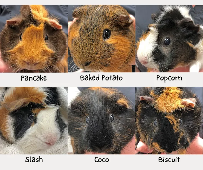 Countrycare Animal Complex 10