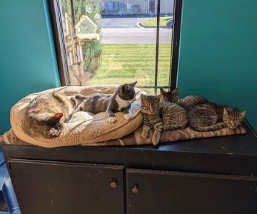 4 Legged Friends