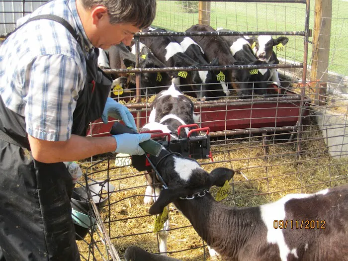 Dairyland Veterinary Service 1