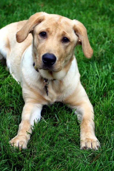 Oak View Veterinary Hospital: Ruth A Hanson, DVM 6