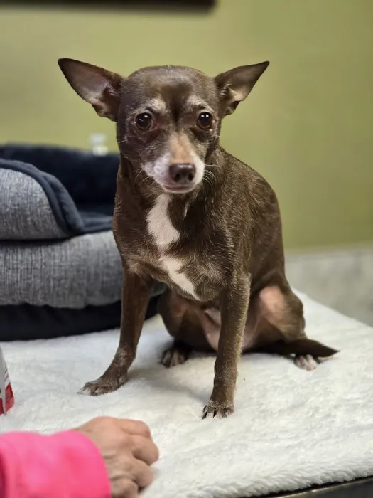 Oak View Veterinary Hospital 9