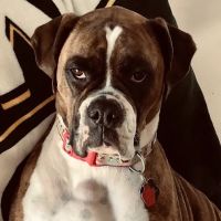 CountrySide Veterinary Health ico