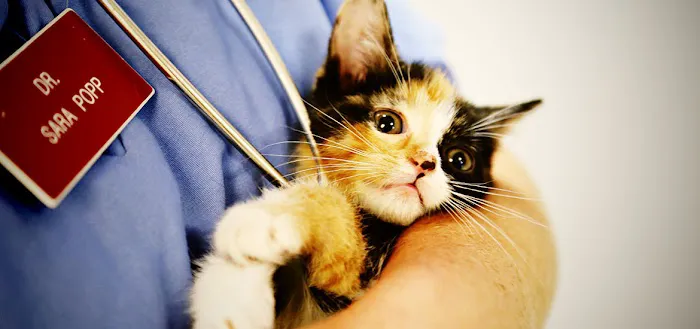 CountrySide Veterinary Services 1