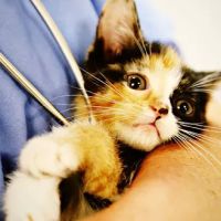 CountrySide Veterinary Services ico