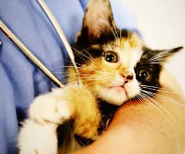 CountrySide Veterinary Services