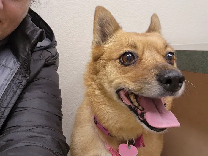 Happy Tails Veterinary Clinic 6