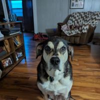 Wenona VetCare ico