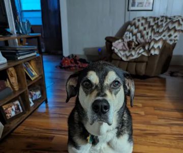 Wenona VetCare
