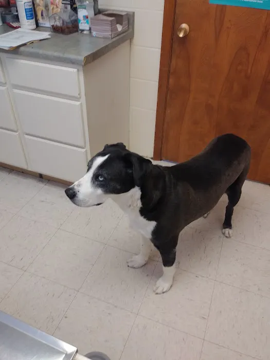 Vet Care Associates 6