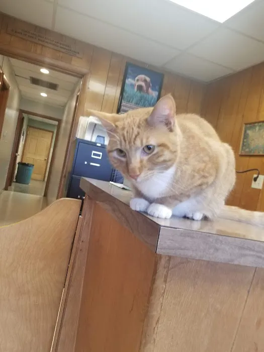 Vet Care Associates 1