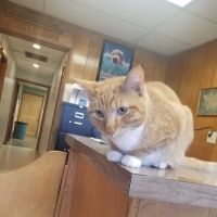 Vet Care Associates ico