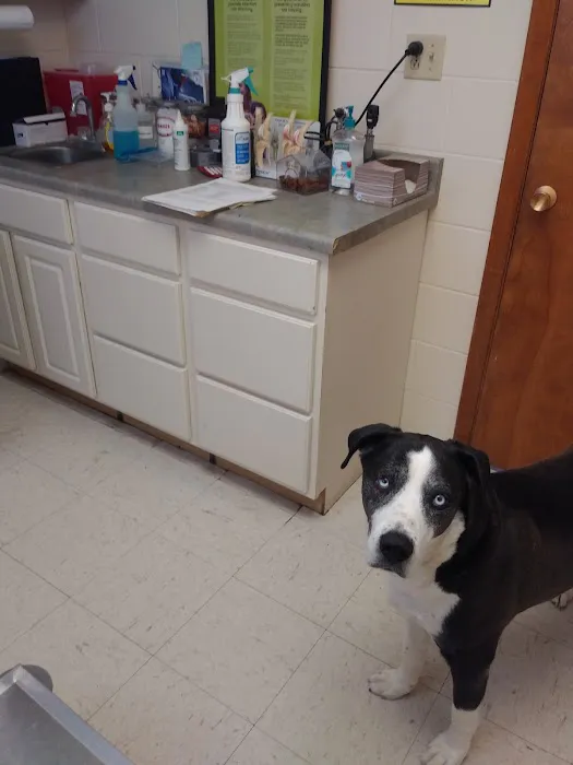 Vet Care Associates 5