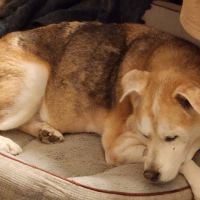 Quad City Pet Care ico