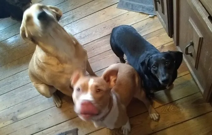 Animal welfare center 12