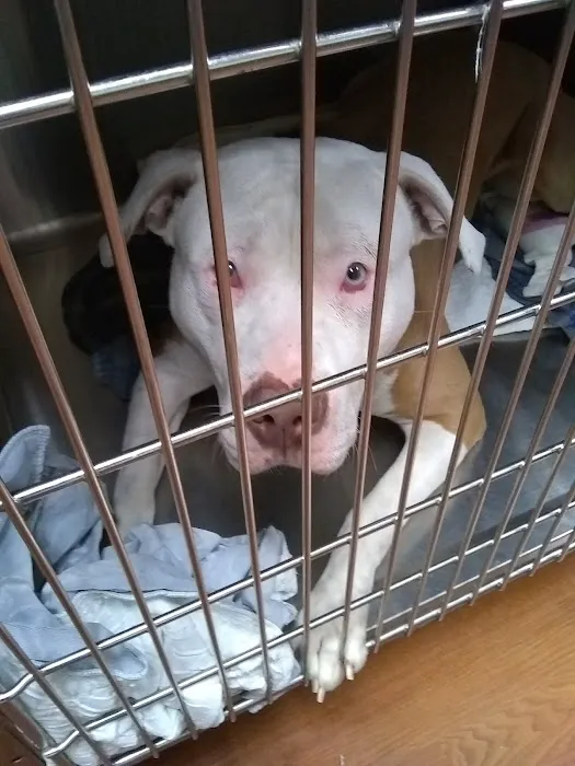 Animal welfare center 12