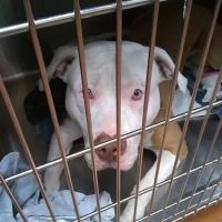 Animal welfare center ico