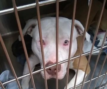 Animal welfare center