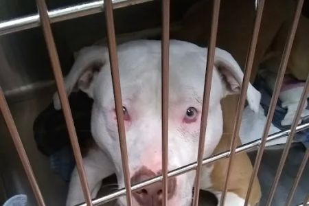 Animal welfare center