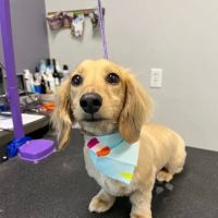 City Line Veterinary Center ico