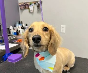 City Line Veterinary Center