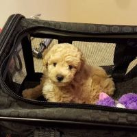 Compassionate Care Veterinary Clinic ico